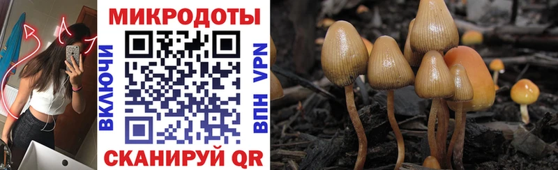 Псилоцибиновые грибы Psilocybe  Чегем 